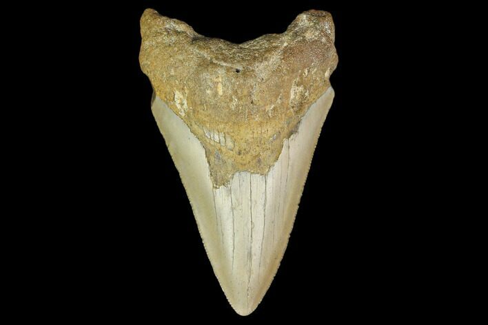 Bargain, 3.56" Fossil Megalodon Tooth - North Carolina
